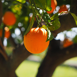 綠易有機肥作(zuò)用于柑桔和臍橙